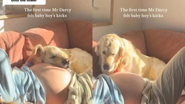 Phản ứng ngỡ ngàng đáng yêu của chú chó khi lần đầu cảm nhận được cú đạp của em bé trong bụng cô chủ- Ảnh 1. Phản ứng ngỡ ngàng đáng yêu của chú chó khi lần đầu cảm nhận được cú đạp của em bé trong bụng cô chủ- Ảnh 1.