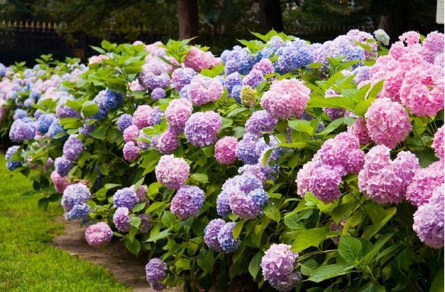 Hoa càng đẹp, họa càng lớn: Loài cây nên tránh xa nếu không muốn "chuốc họa vào người"- Ảnh 1. Hoa càng đẹp, họa càng lớn: Loài cây nên tránh xa nếu không muốn "chuốc họa vào người"- Ảnh 1.