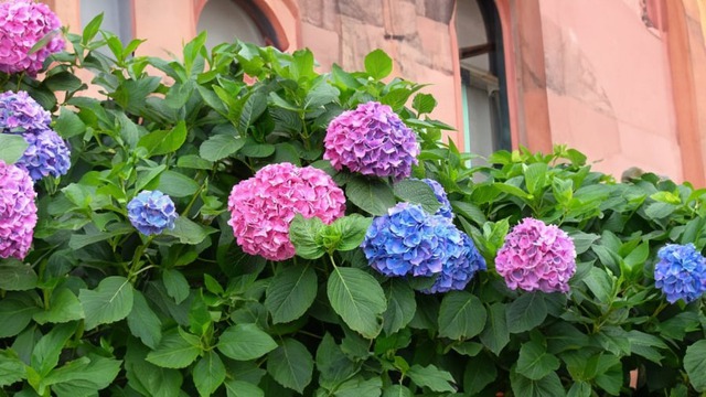 Hoa càng đẹp, họa càng lớn: Loài cây nên tránh xa nếu không muốn "chuốc họa vào người"- Ảnh 3. Hoa càng đẹp, họa càng lớn: Loài cây nên tránh xa nếu không muốn "chuốc họa vào người"- Ảnh 3.