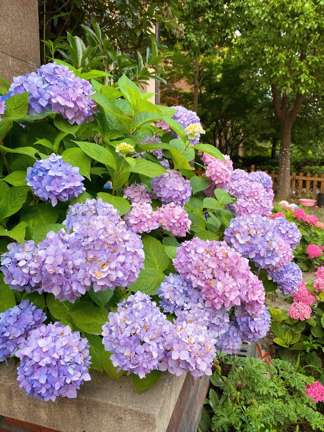 Hoa càng đẹp, họa càng lớn: Loài cây nên tránh xa nếu không muốn "chuốc họa vào người"- Ảnh 2. Hoa càng đẹp, họa càng lớn: Loài cây nên tránh xa nếu không muốn "chuốc họa vào người"- Ảnh 2.