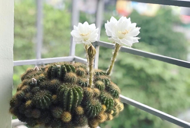 Thấy 4 cây này ra hoa đừng vội mừng, coi chừng là lời nhắc vận xui đang cận kề- Ảnh 2.