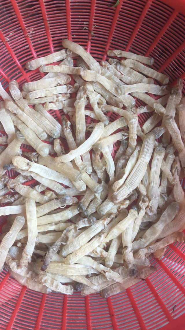 Độc lạ đặc sản trùng biển tên nghe lạ, nhìn trông sợ nhưng cực bổ dưỡng- Ảnh 3.