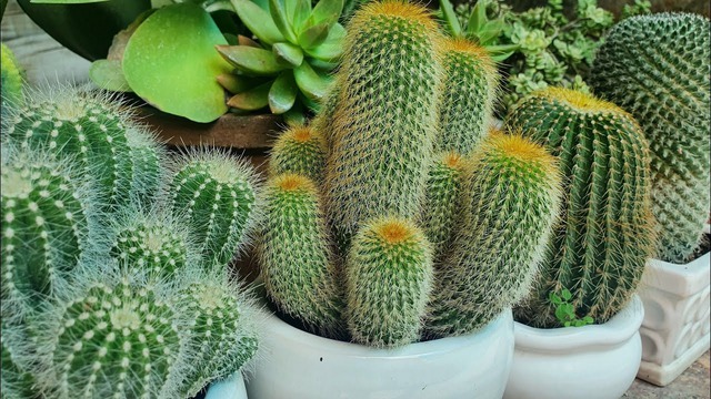5 loài cây người giàu KHÔNG bao giờ trồng: Đậm "sát khí", cây càng thịnh người càng suy!- Ảnh 1.