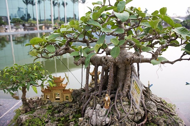 5 loài cây người giàu KHÔNG bao giờ trồng: Đậm "sát khí", cây càng thịnh người càng suy!- Ảnh 3.