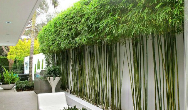 5 loài cây người giàu KHÔNG bao giờ trồng: Đậm "sát khí", cây càng thịnh người càng suy!- Ảnh 2.