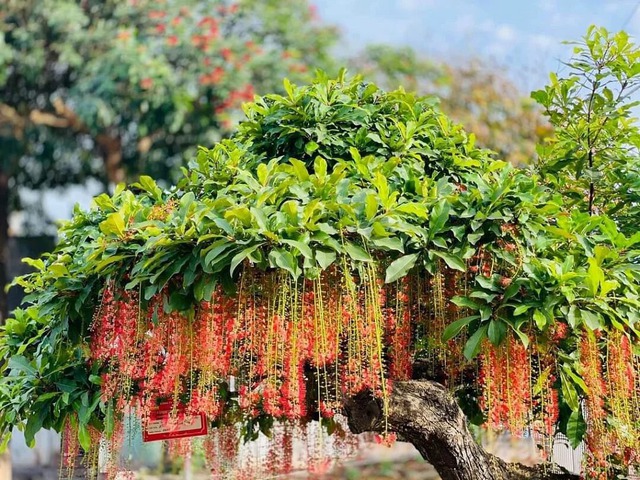 Ông bà dặn: "Trồng cây là gieo phúc" - 5 loài cây nên trồng để dòng họ thịnh, con cháu bình an!- Ảnh 1.