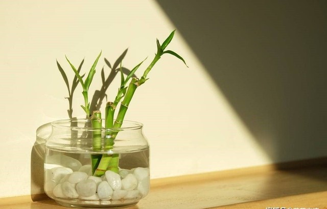 2 loại cây cảnh tưởng bình dị nhưng là "báu vật" người giàu thích mê: Không chỉ đẹp, còn là biểu tượng hút tài lộc- Ảnh 3.