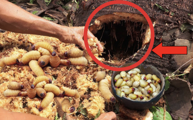 5 món Việt khiến khách Tây sợ "xanh mặt", dân sành ăn lại coi là đặc sản quý- Ảnh 3. 5 món Việt khiến khách Tây sợ "xanh mặt", dân sành ăn lại coi là đặc sản quý- Ảnh 3.