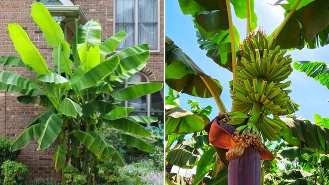 Ông bà dặn "trước sân không trồng 3 cây, trong nhà không treo 3 vật" - Chớ dại mà làm ngược- Ảnh 1.