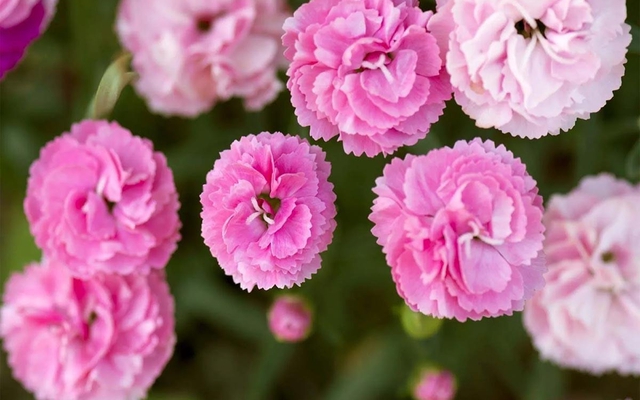 Ông bà dặn "hoa âm đừng trồng đất dương": Cả nhà khốn đốn, tài vận lao đao- Ảnh 2.