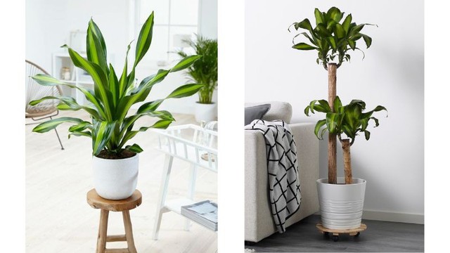 Khuyên bạn trồng ngay 3 loại cây này: Hút tiền như nam châm, kéo tài lộc vào nhà không đếm xuể còn dễ chăm sóc- Ảnh 3.