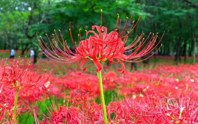 Ông bà dặn "hoa âm đừng trồng đất dương": Cả nhà khốn đốn, tài vận lao đao- Ảnh 3.