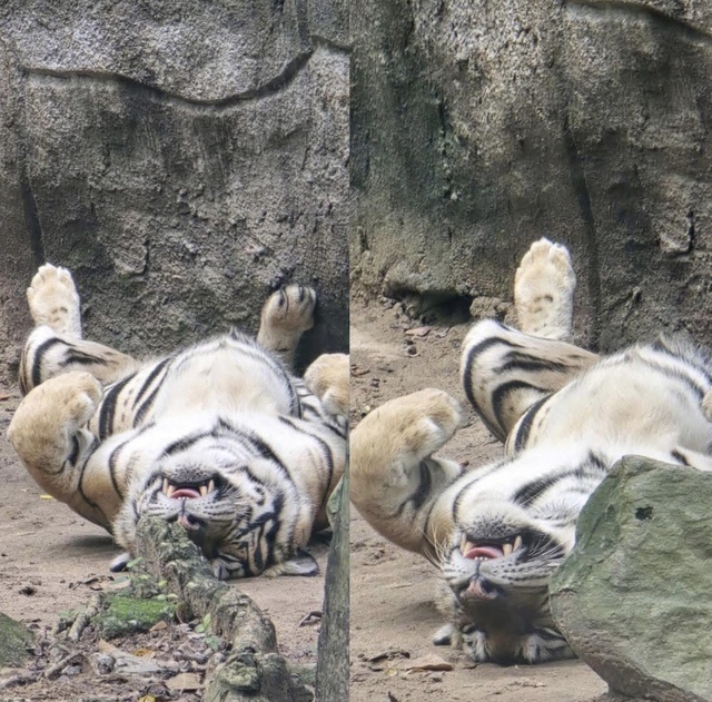 Không ngờ tới những "nhân viên tiêu biểu" đã giúp Thảo Cầm Viên đạt doanh thu trăm tỷ- Ảnh 3.