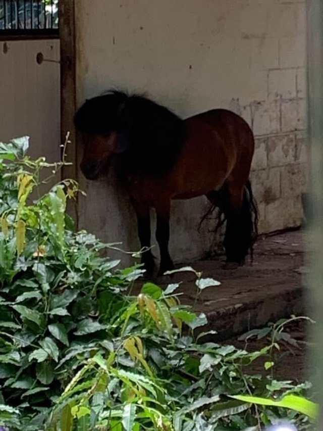 Không ngờ tới những "nhân viên tiêu biểu" đã giúp Thảo Cầm Viên đạt doanh thu trăm tỷ- Ảnh 7.