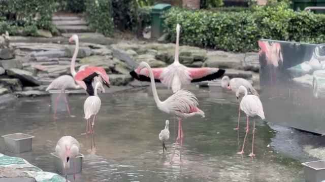 Không ngờ tới những "nhân viên tiêu biểu" đã giúp Thảo Cầm Viên đạt doanh thu trăm tỷ- Ảnh 6.