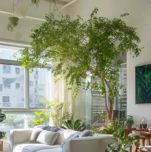 Bức ảnh chụp phòng khách viral MXH: Cảm giác "chữa lành" quá mạnh mẽ- Ảnh 3.