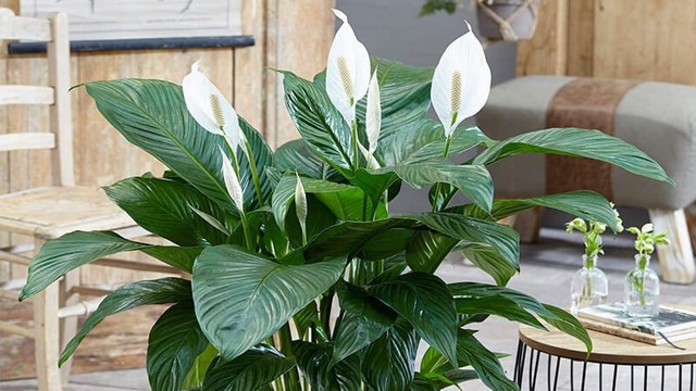 NASA gọi tên 10 loại cây lọc không khí tốt nhất trong nhà- Ảnh 4. NASA gọi tên 10 loại cây lọc không khí tốt nhất trong nhà- Ảnh 4.