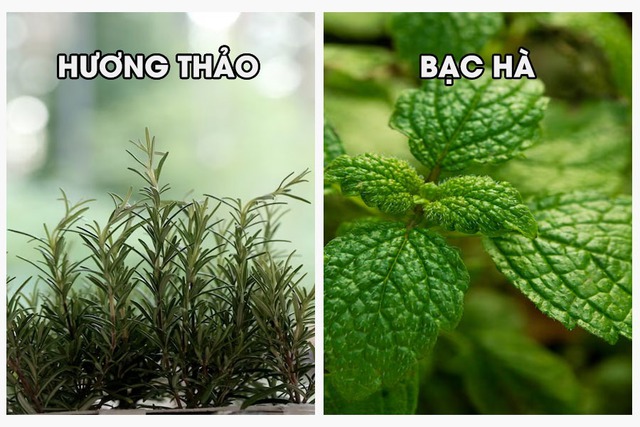 Thứ trong nhà khiến rắn sợ run bần bật- Ảnh 2.