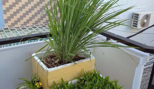 4 cây khiến rắn hồn xiêu phách lạc- Ảnh 1. 4 cây khiến rắn hồn xiêu phách lạc- Ảnh 1.