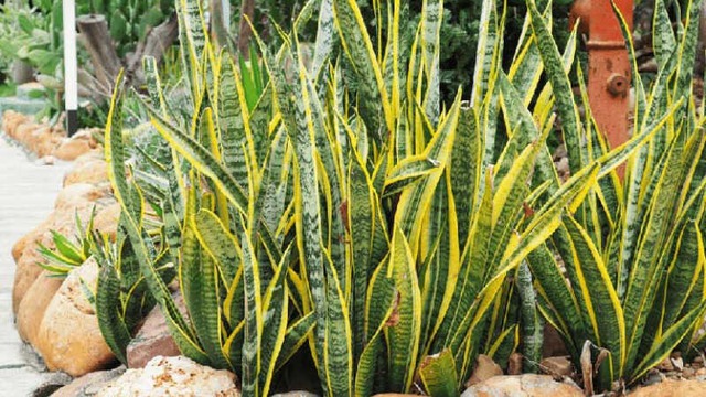 NASA gọi tên 10 loại cây lọc không khí tốt nhất trong nhà- Ảnh 1. NASA gọi tên 10 loại cây lọc không khí tốt nhất trong nhà- Ảnh 1.