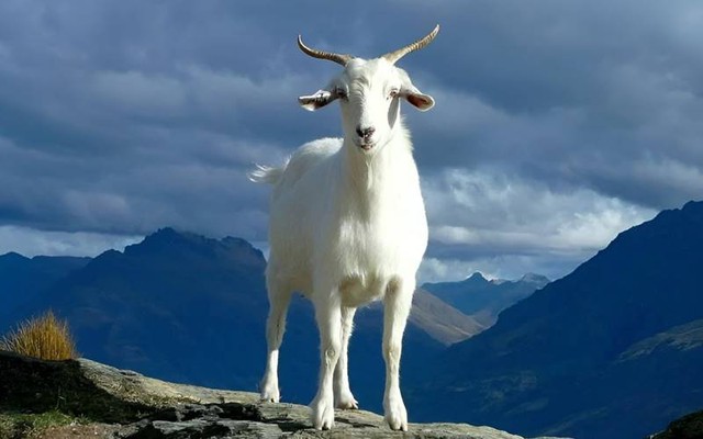 Tháng 10 Âm lịch có 4 con giáp "trúng đậm", thăng hoa cả tiền tài lẫn sự nghiệp, may mắn không đếm xuể- Ảnh 1. Tháng 10 Âm lịch có 4 con giáp "trúng đậm", thăng hoa cả tiền tài lẫn sự nghiệp, may mắn không đếm xuể- Ảnh 1.