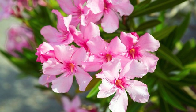 6 cây NASA khuyên trồng, 3 cây nên tránh- Ảnh 4.