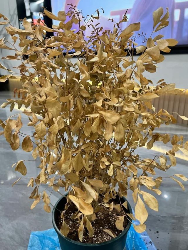 Đã đến lúc dứt khoát TIỄN 8 thứ này ra khỏi nhà, để lâu họa ập xuống đầu- Ảnh 9.