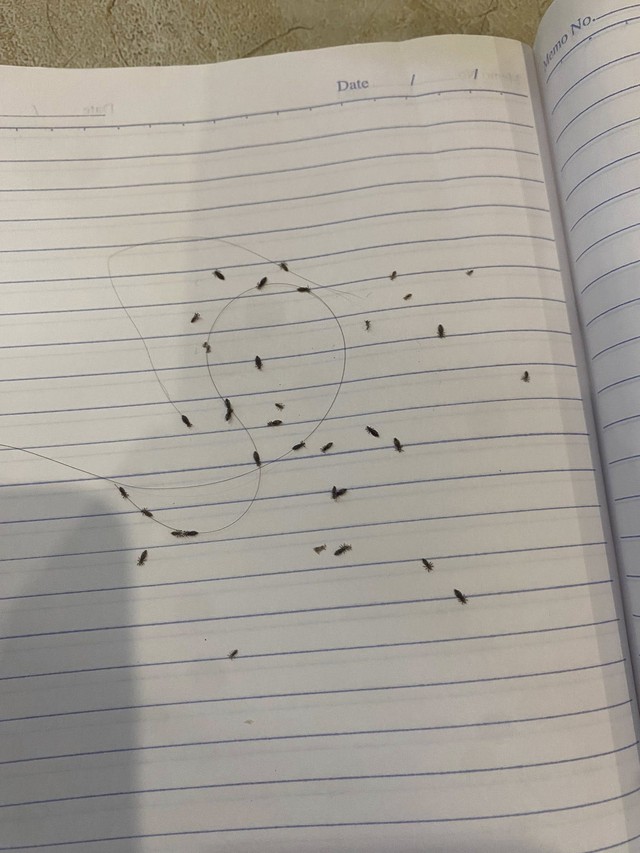 Sốc: 60 con chấy bò ra từ mái tóc của "girl phố" 2k4, tiệm gội đầu phải tổng vệ sinh sau khi tiễn khách- Ảnh 1. Sốc: 60 con chấy bò ra từ mái tóc của "girl phố" 2k4, tiệm gội đầu phải tổng vệ sinh sau khi tiễn khách- Ảnh 1.