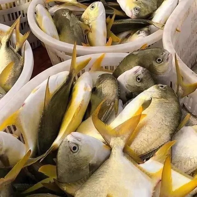 Loại cá đứng đầu "tứ quý ngư", bổ dưỡng hơn cá hồi, 300.000 đồng/kg vẫn tấp nập người mua- Ảnh 2.