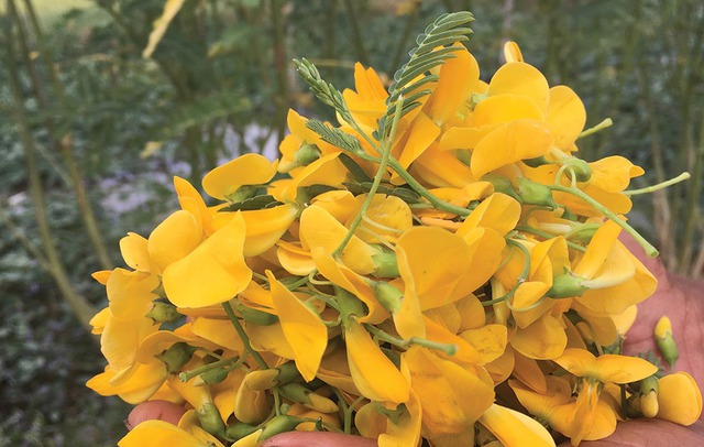 5 loại rau đặc sản miền Tây: Ăn 1 lần là nhớ mãi, đi chợ mà thấy phải MUA ngay- Ảnh 2. 5 loại rau đặc sản miền Tây: Ăn 1 lần là nhớ mãi, đi chợ mà thấy phải MUA ngay- Ảnh 2.