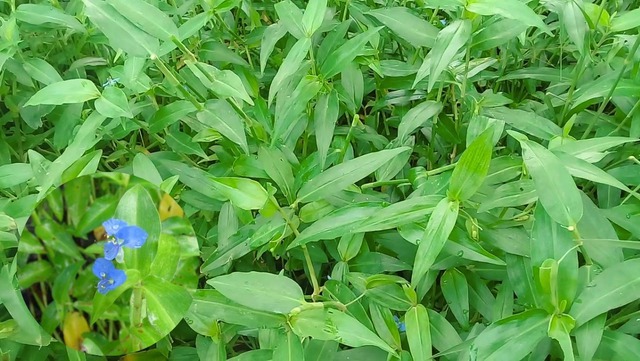 5 loại rau đặc sản miền Tây: Ăn 1 lần là nhớ mãi, đi chợ mà thấy phải MUA ngay- Ảnh 5. 5 loại rau đặc sản miền Tây: Ăn 1 lần là nhớ mãi, đi chợ mà thấy phải MUA ngay- Ảnh 5.