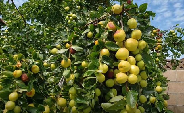 Trồng 5 cây trong nhà, gia chủ đắc tài đắc lộc, con cháu không lo nghèo khó- Ảnh 2. Trồng 5 cây trong nhà, gia chủ đắc tài đắc lộc, con cháu không lo nghèo khó- Ảnh 2.