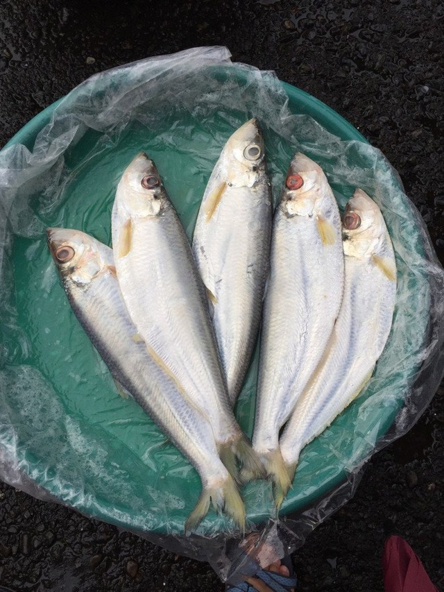 4 loại cá được mệnh danh là "tứ quý ngư”: Bổ dưỡng ngang nhân sâm, không ăn tiếc cả đời- Ảnh 4.