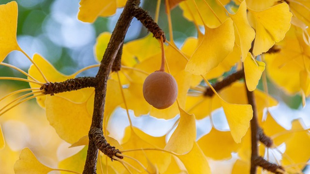 Trồng 5 cây trong nhà, gia chủ đắc tài đắc lộc, con cháu không lo nghèo khó- Ảnh 5. Trồng 5 cây trong nhà, gia chủ đắc tài đắc lộc, con cháu không lo nghèo khó- Ảnh 5.