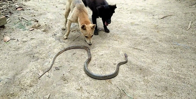 4 loài vật khiến rắn sợ run như cầy sấy- Ảnh 1.