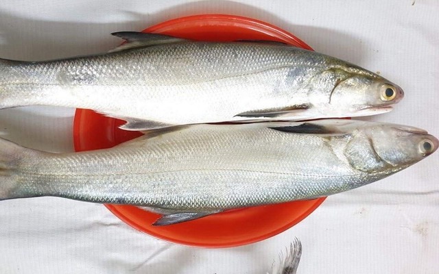 4 loại cá được mệnh danh là "tứ quý ngư”: Bổ dưỡng ngang nhân sâm, không ăn tiếc cả đời- Ảnh 3.