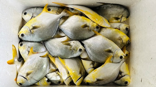 4 loại cá được mệnh danh là "tứ quý ngư”: Bổ dưỡng ngang nhân sâm, không ăn tiếc cả đời- Ảnh 1.