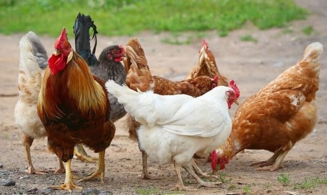 4 loài vật khiến rắn sợ run như cầy sấy- Ảnh 3.