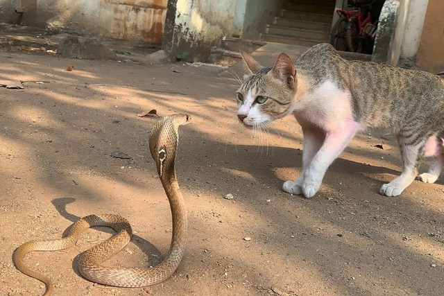 4 loài vật khiến rắn sợ run như cầy sấy- Ảnh 2.