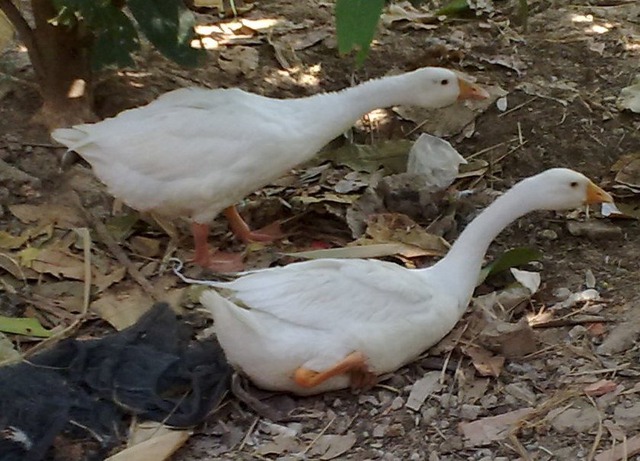 4 loài vật khiến rắn sợ run như cầy sấy- Ảnh 4.