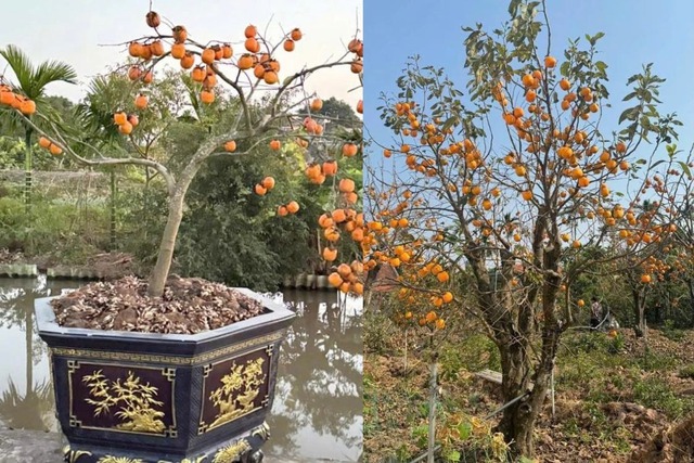 Báu vật trong biệt thự của Trọng Tấn- Ảnh 4.