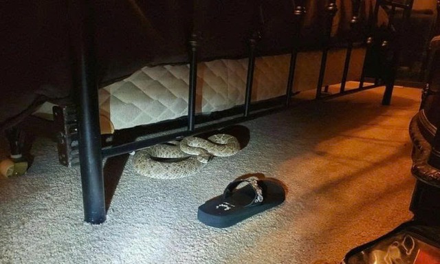 3 chỗ trong nhà rắn thích trú nhất- Ảnh 2. 3 chỗ trong nhà rắn thích trú nhất- Ảnh 2.