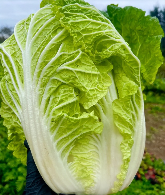 5 loại rau tốt ngang nhân sâm mùa này, đi chợ thấy phải MUA ngay- Ảnh 2.