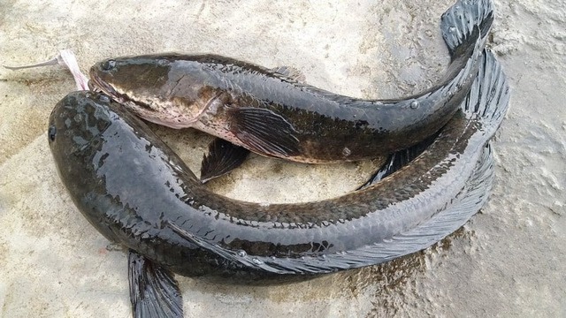 5 loại cá thịt dày, ít xương, bổ như tổ yến: Ra chợ thấy thì nhắm mắt MUA NGAY- Ảnh 4. 5 loại cá thịt dày, ít xương, bổ như tổ yến: Ra chợ thấy thì nhắm mắt MUA NGAY- Ảnh 4.