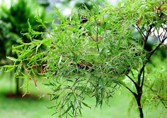 Loài cây này quý như vàng ròng: Lá là nhân sâm, càng trồng lâu càng thịnh vượng- Ảnh 1.