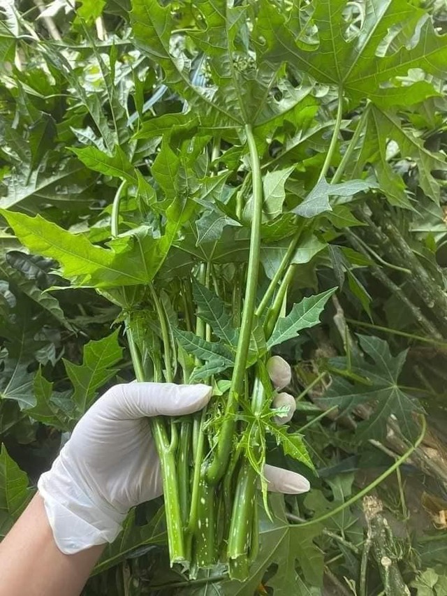 Loại rau "ngọt như mì chính", bổ ngang nhân sâm tổ yến, tốt cho người ốm- Ảnh 2.