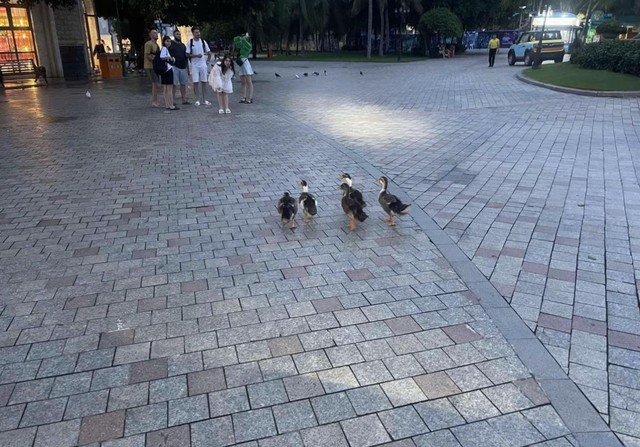 Đàn vịt bị lũ cuốn ở Nha Trang "vượt biển" hơn 3,5km, cập bến vào Vinpearl đổi đời- Ảnh 3.