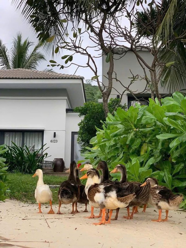 Đàn vịt bị lũ cuốn ở Nha Trang "vượt biển" hơn 3,5km, cập bến vào Vinpearl đổi đời- Ảnh 2.