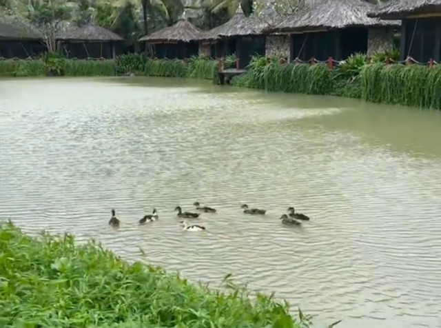 Đàn vịt bị lũ cuốn ở Nha Trang "vượt biển" hơn 3,5km, cập bến vào Vinpearl đổi đời- Ảnh 4.