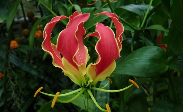 Nhà đang yên ấm thì đừng trồng 4 cây này kẻo tiền bạc đội nón ra đi- Ảnh 3. Nhà đang yên ấm thì đừng trồng 4 cây này kẻo tiền bạc đội nón ra đi- Ảnh 3.